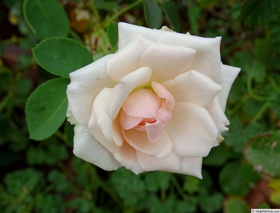 'Mabelle Stearns' rose photo