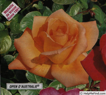 'Open d'Australie ®' rose photo
