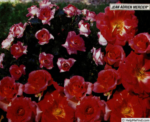 'Jean Adrien Mercier ®' rose photo