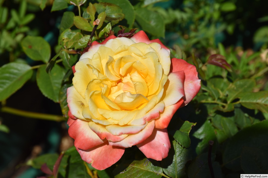 'Dame Elisabeth Murdoch' rose photo