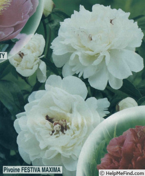 'Festiva Maxima' peony photo