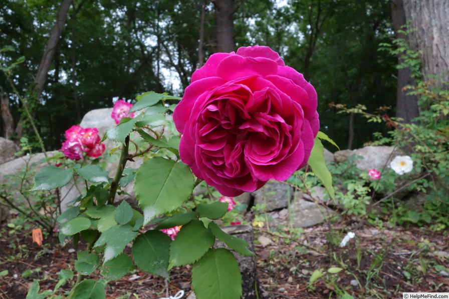 'Souvenir d'Abraham Lincoln (Hybrid Perpetual, Verdier 1865)' rose photo