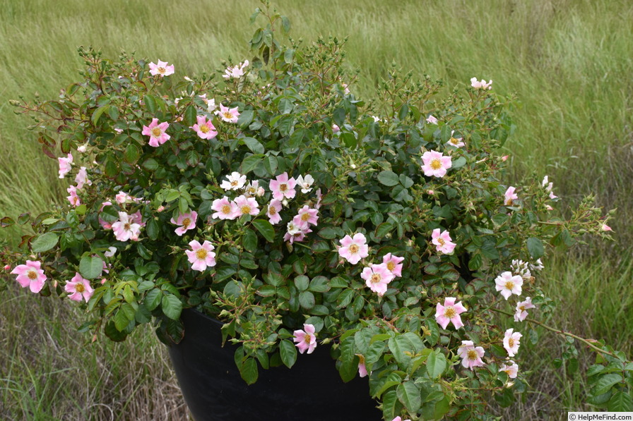 'Pink Bassino ®' rose photo