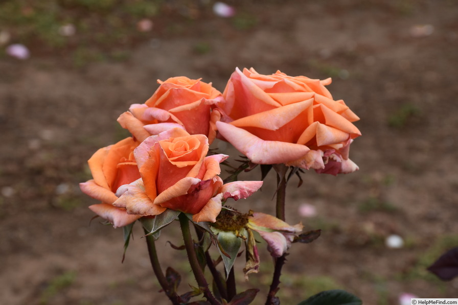'Copper Gem' rose photo