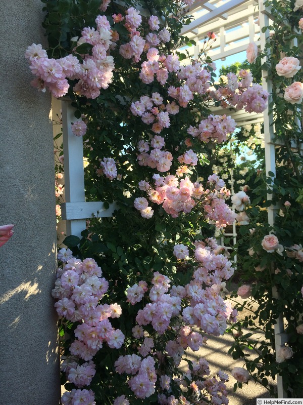 'Perfume Breeze ™' rose photo