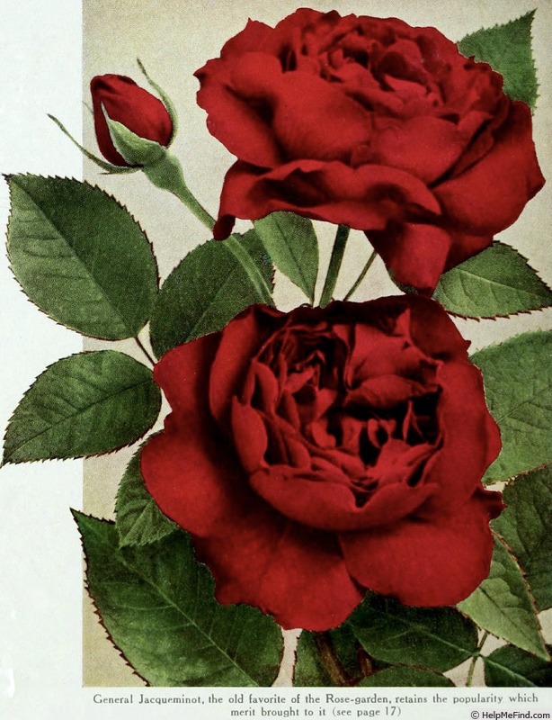 'Général Jacqueminot (hybrid perpetual, Roussel, 1853)' rose photo