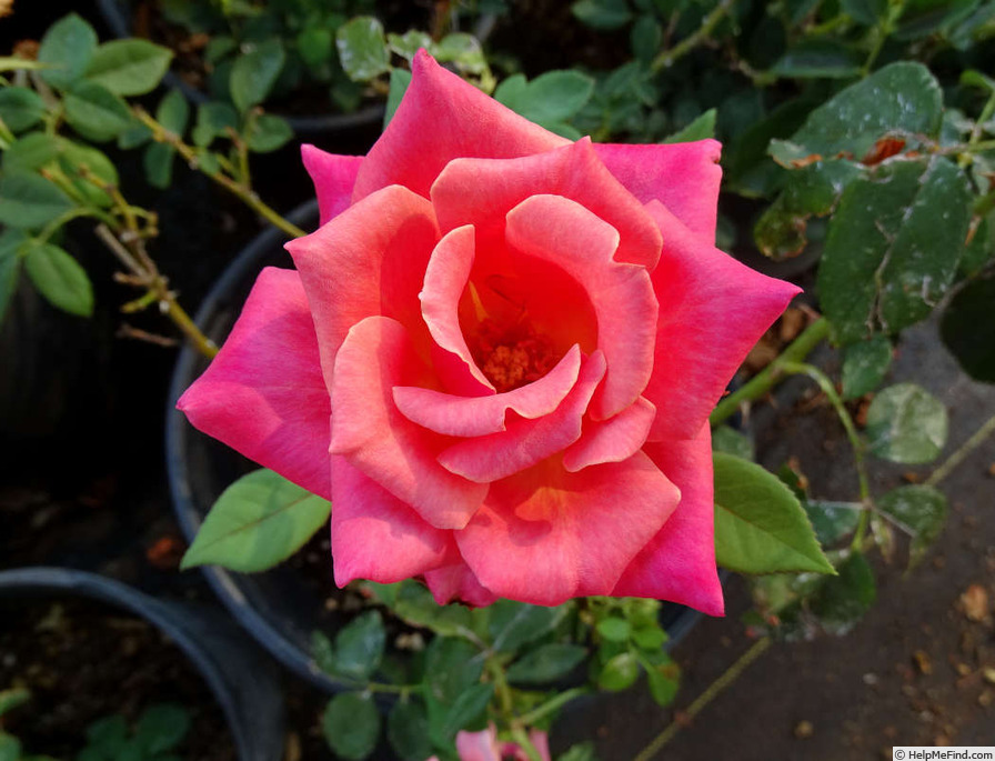 'O'Rilla' rose photo