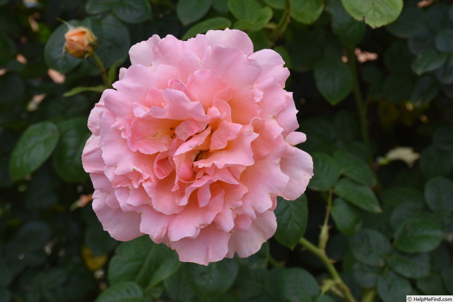 'Twilight Glow' rose photo