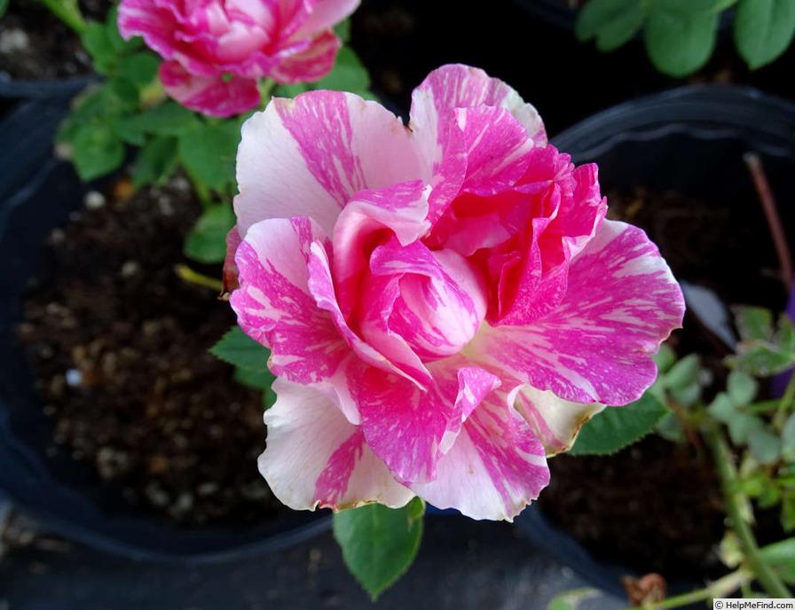 'Pink Intuition' rose photo