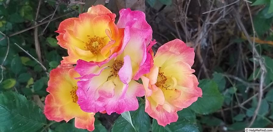 'Summer of Love ® (floribunda, Kordes, 2017)' rose photo