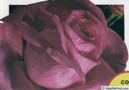 'Agéna ®' rose photo