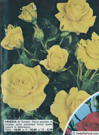 'Friesia (floribunda, Kordes, 1973)' rose photo