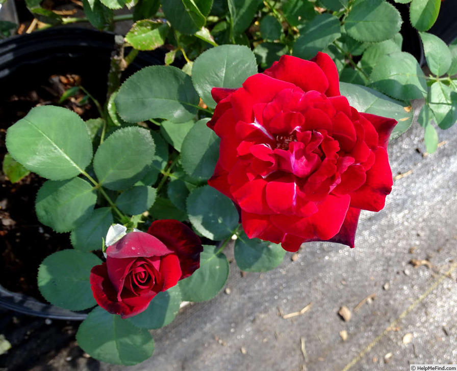 'Scarlet Knight' rose photo