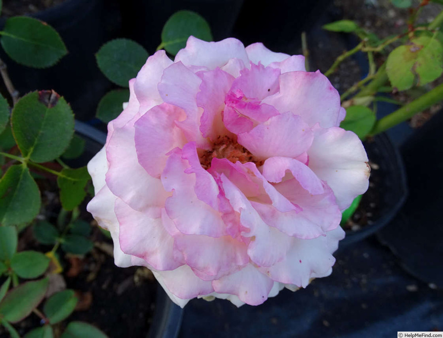'Sengodea' rose photo