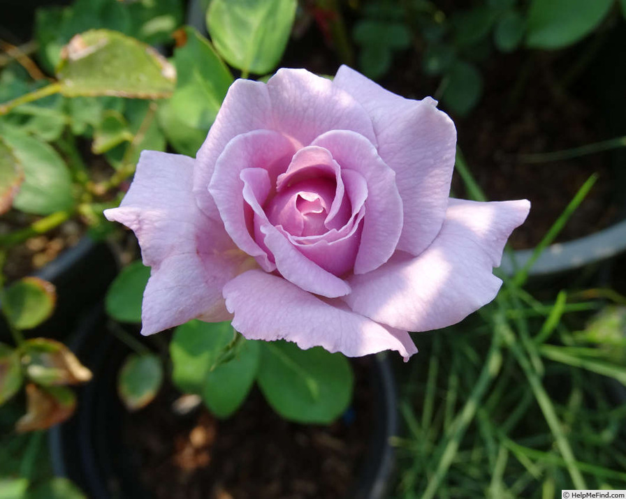 'Seven Seas' rose photo