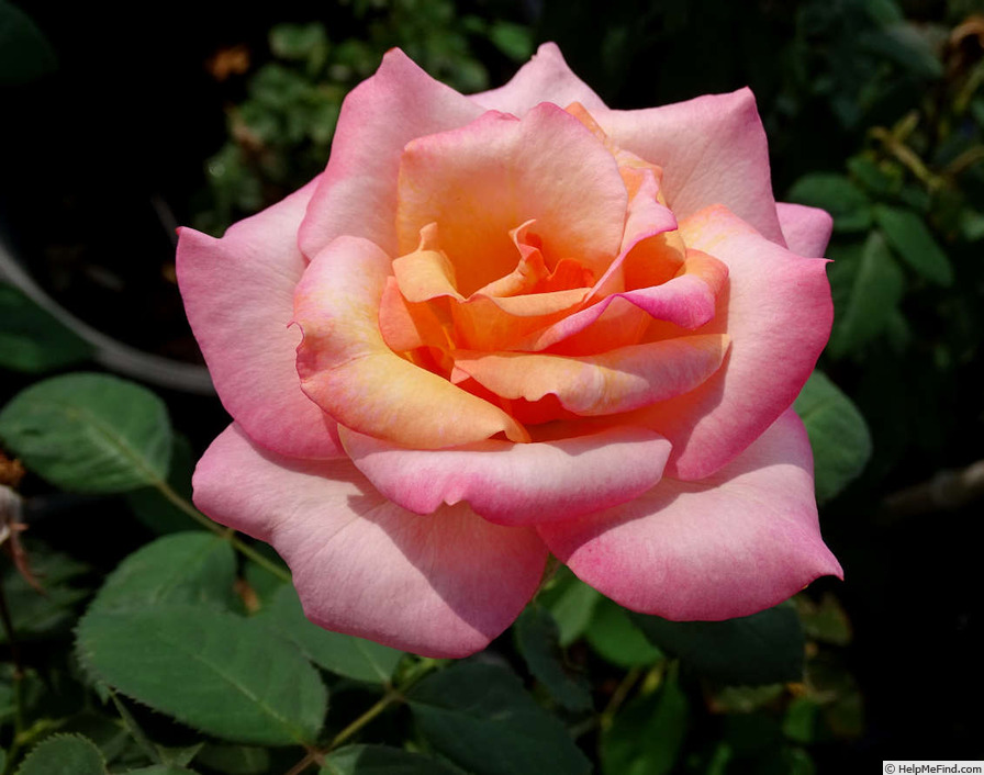 'Straight Arrow ™' rose photo