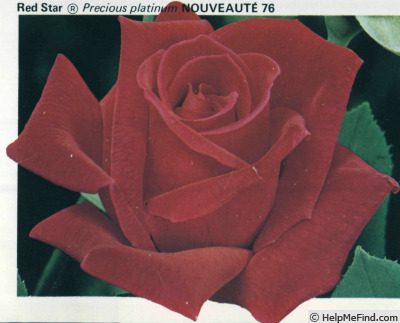 'Red Star ® (hybrid tea, Dickson, 1974)' rose photo