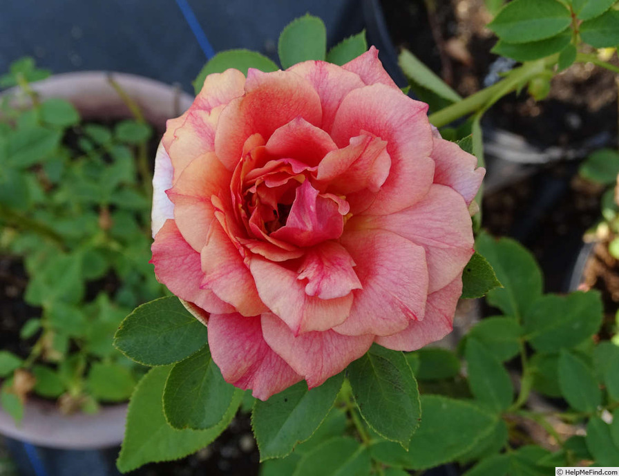 'Thanksgiving (hybrid tea, Howard, 1965)' rose photo