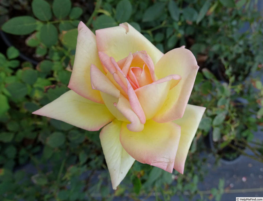 'The Lady' rose photo