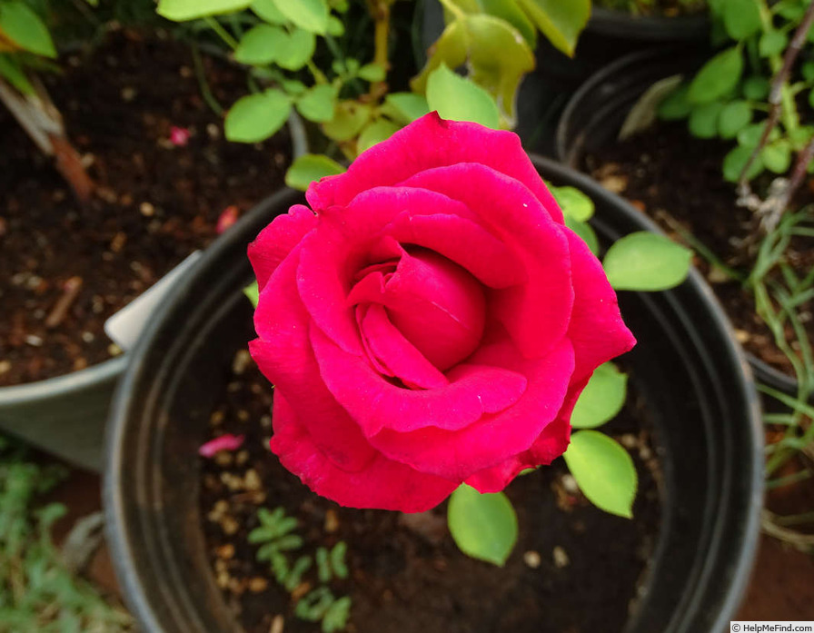 'Toro' rose photo