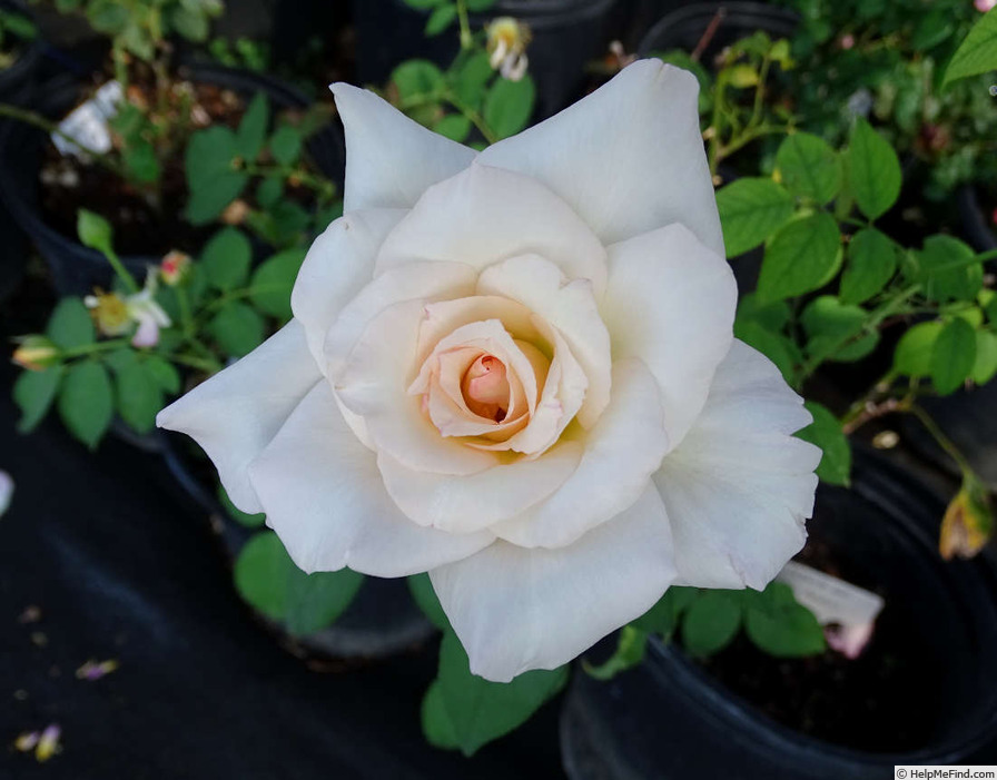 'Touch of Venus' rose photo