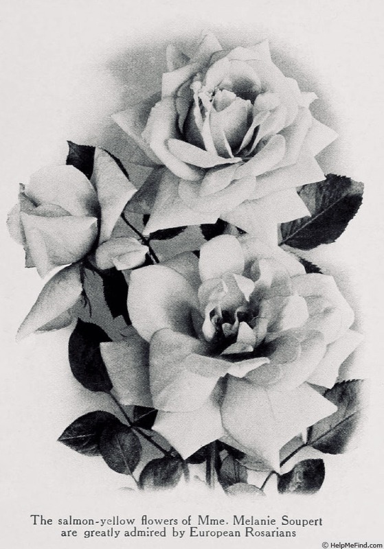 'Madame Mélanie Soupert' rose photo