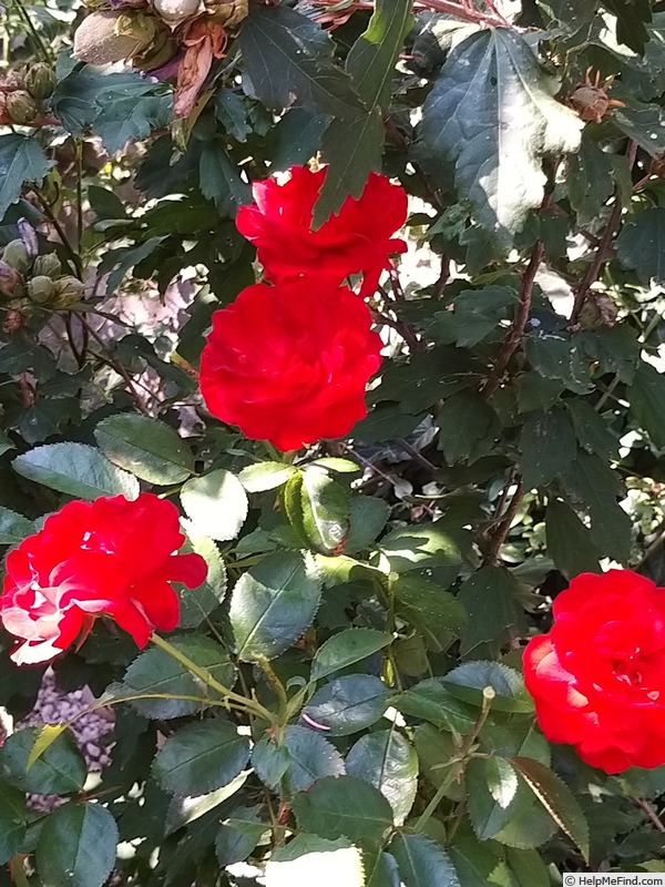 'Scarlet Bonica ®' rose photo