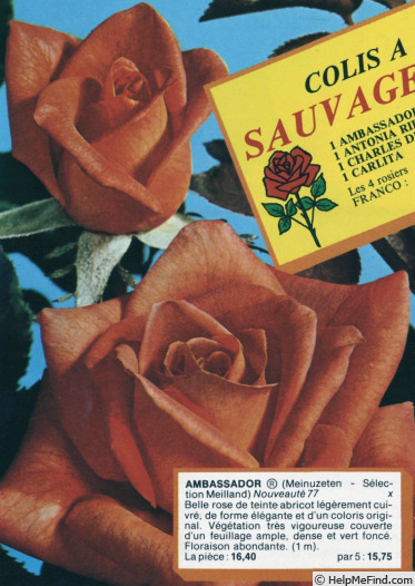 'Ambassador (hybrid tea, Meilland, 1976)' rose photo