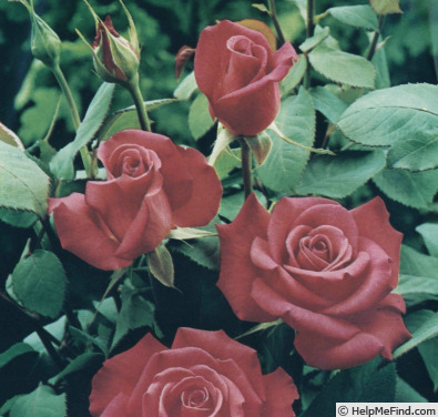 'Reverie ® (floribunda, Kordes 1974)' rose photo