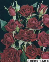 'Perle d'Alcanada' rose photo