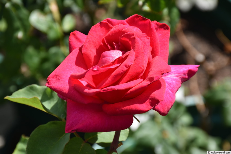 'Bob's Joy' rose photo