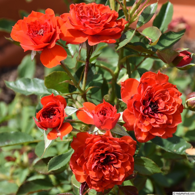 'Orange Baby' rose photo