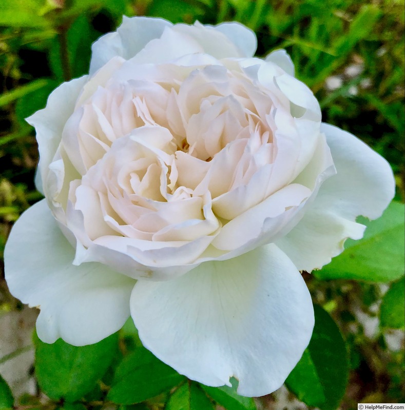 'Bolero ™ (floribunda, Mouchotte/Meilland, 2004)' rose photo