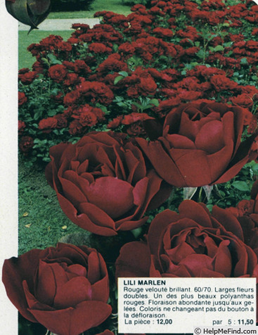 'Lilli Marleen' rose photo