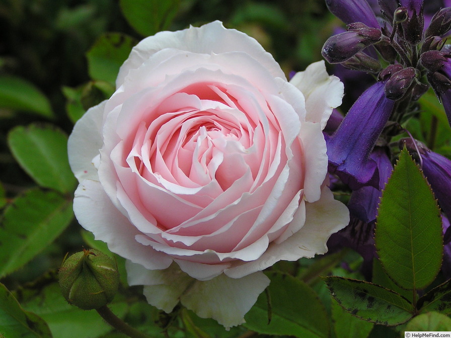 'Tallulah (shrub, Kordes 2004)' rose photo