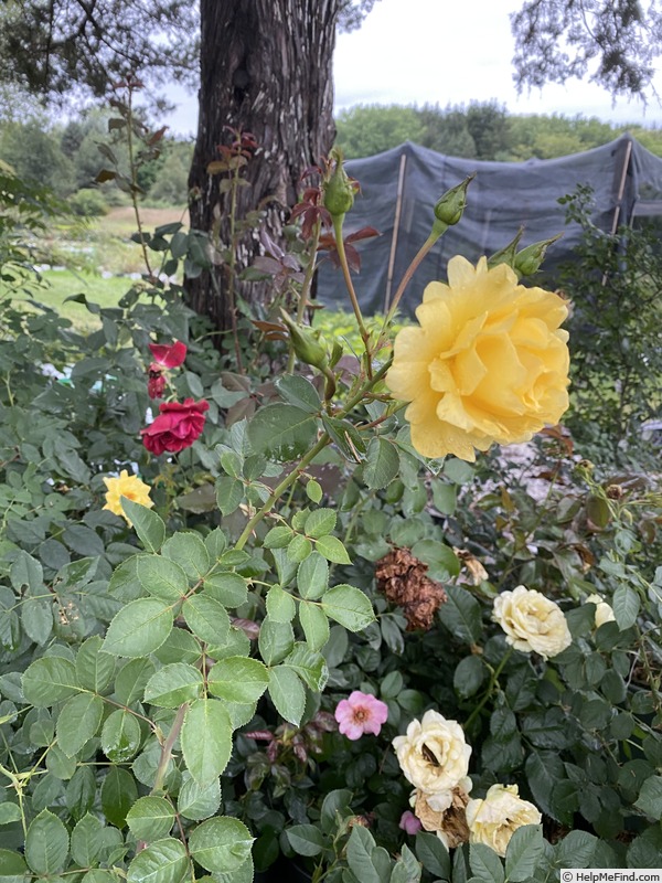 'Good Day Sunshine ™ (climber, Texas 2014)' rose photo