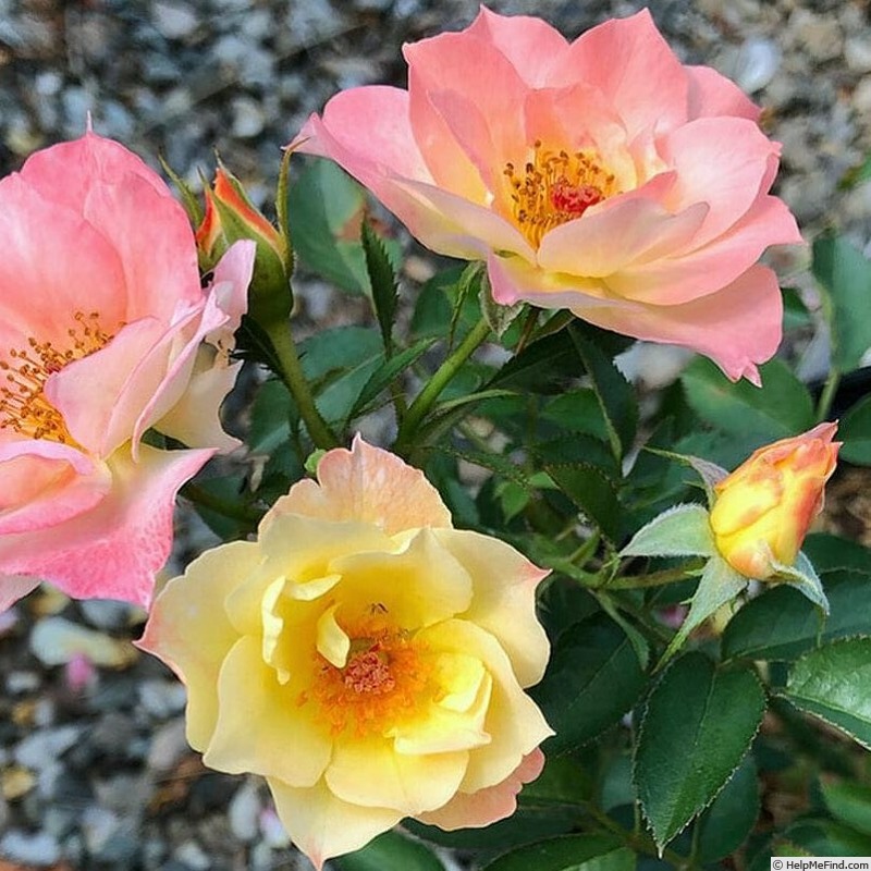 'Bella Rosa (floribunda, Warner, 1998)' rose photo