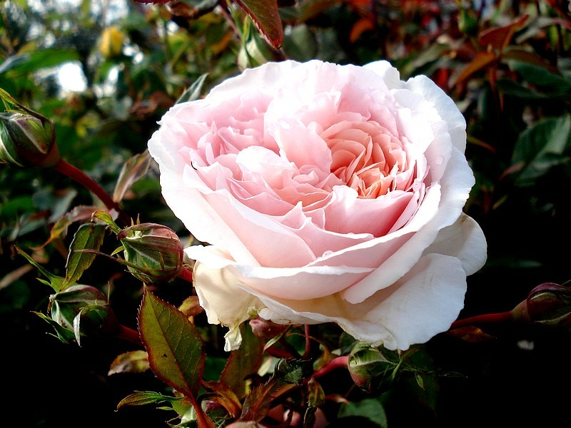 'Märchenzauber ®' rose photo