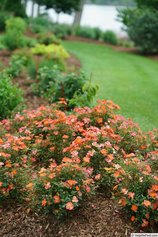 'Oso Easy Hot Paprika' rose photo