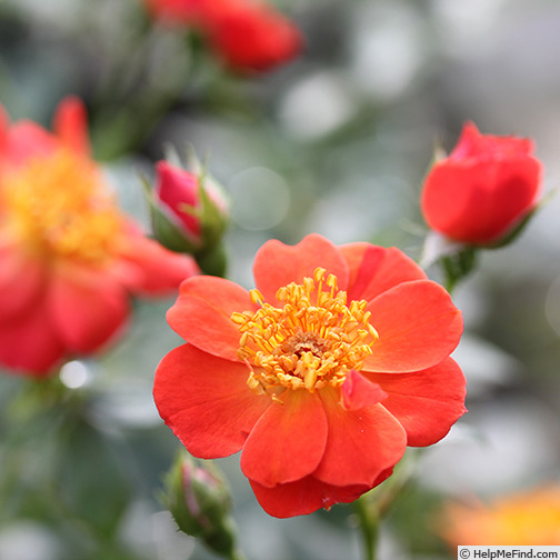 'Oso Easy Hot Paprika' rose photo