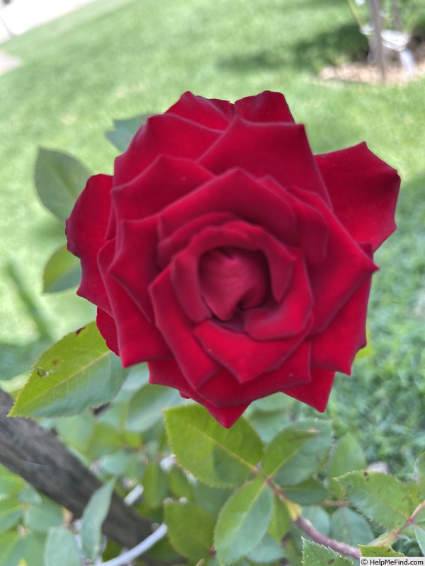 'Crimson Velvet Dress' rose photo