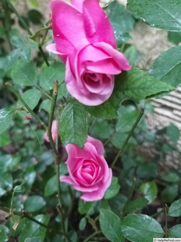 'Old Blush' rose photo