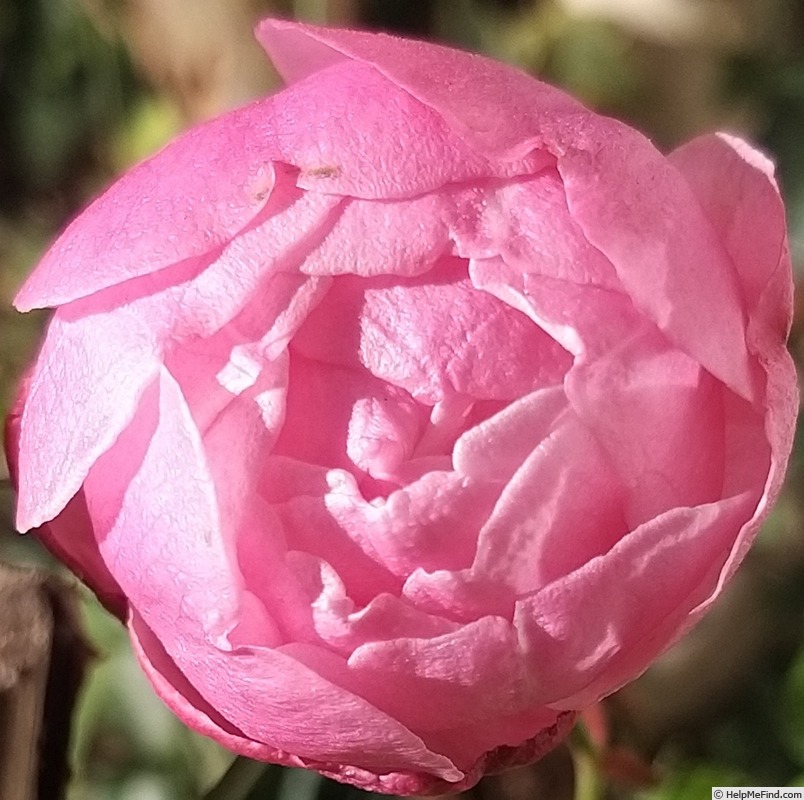 'Old Blush' rose photo