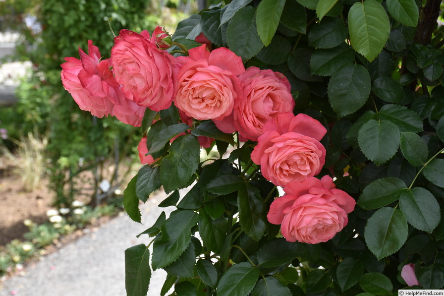 'Rosanna ® (LCl, Kordes, 2006)' rose photo
