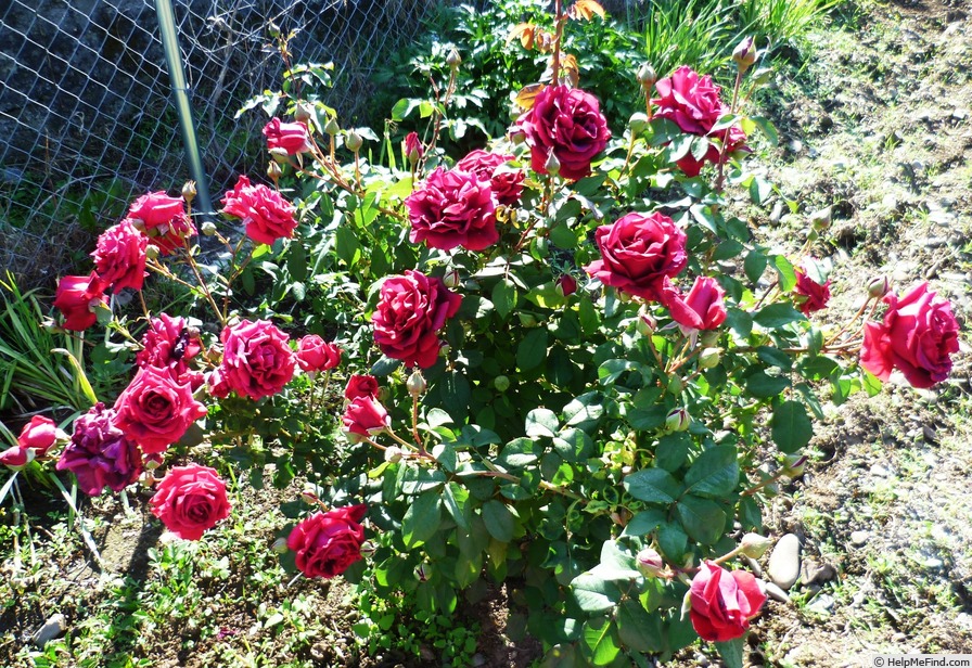 'Crimson Glory (hybrid tea, Kordes, 1935)' rose photo