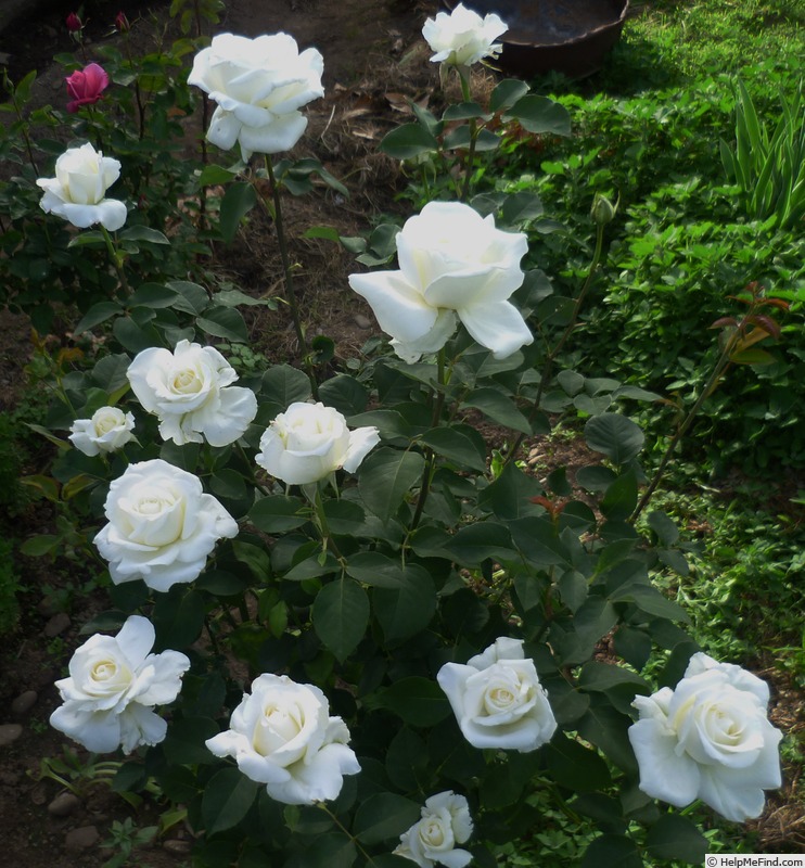 'Elina ®' rose photo