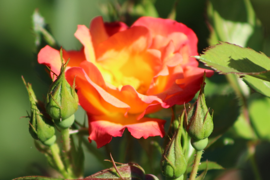 'Summer of Love ® (floribunda, Kordes, 2017)' rose photo