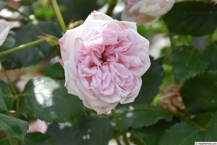 'Katharina von Bora' rose photo