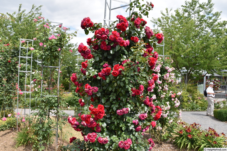 'Florentina ® (climber, Kordes, 2002)' rose photo