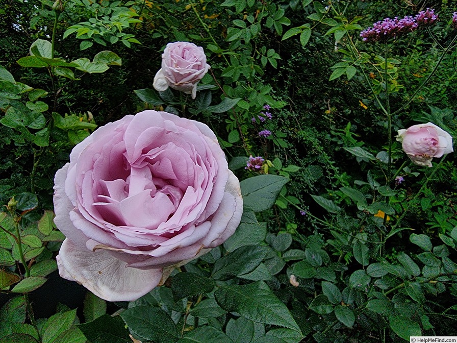 'Eleanor™ (shrub, Olesen 1997)' rose photo